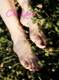 piedi nudi nell'erba